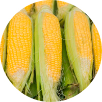 Кукуруза Кукуруза