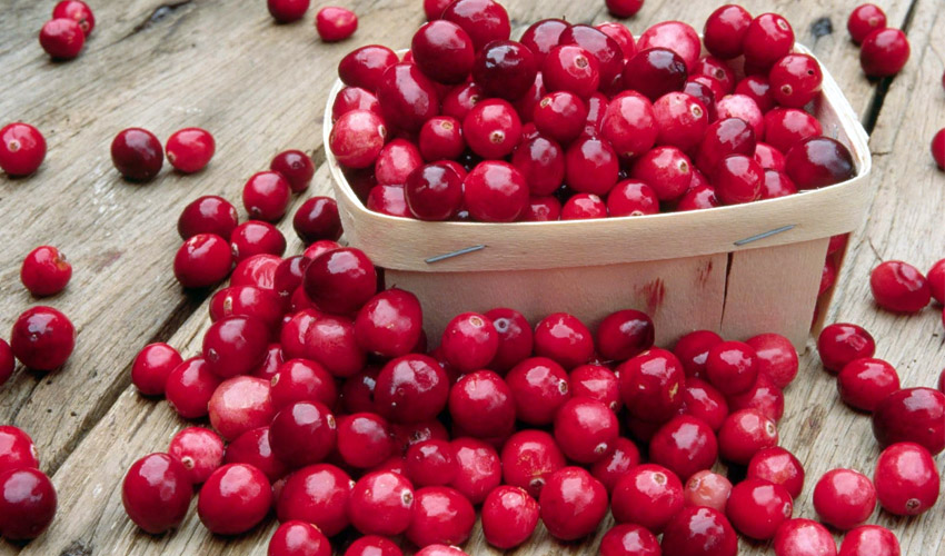 Свежая клюква выступает в роли полезного антибиотика, уничтожает бактерии. Помогает клюква и при атаке организма вирусами Свежая клюква