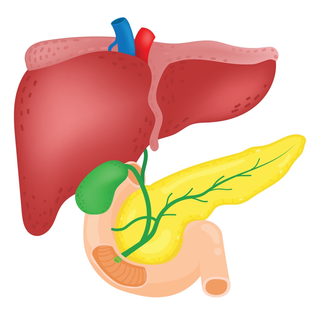 Выработка пищеварительных ферментов происходит во всем пищеварительном тракте Выработка пищеварительных ферментов