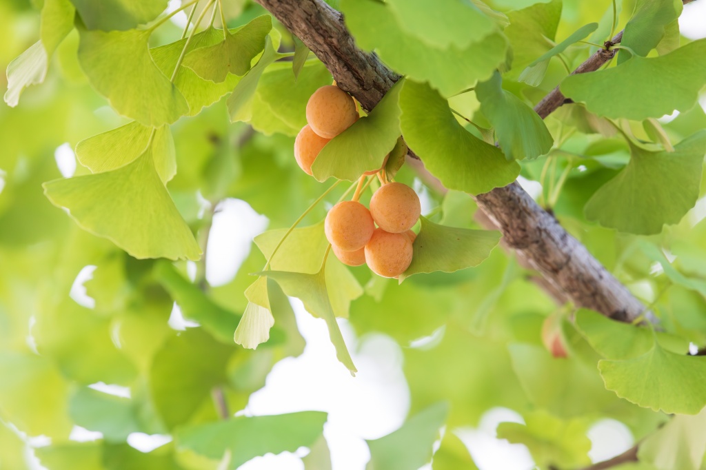 Экстракт гинкго обладает вазоактивным свойством – воздействует на сосуды Экстракт гинкго