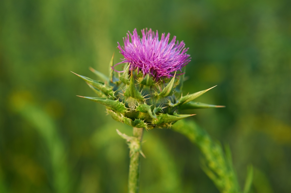 Содержащийся в расторопше силармин обладает антиоксидантными свойствами и используется в качестве средства от различных болезней печени Расторопша