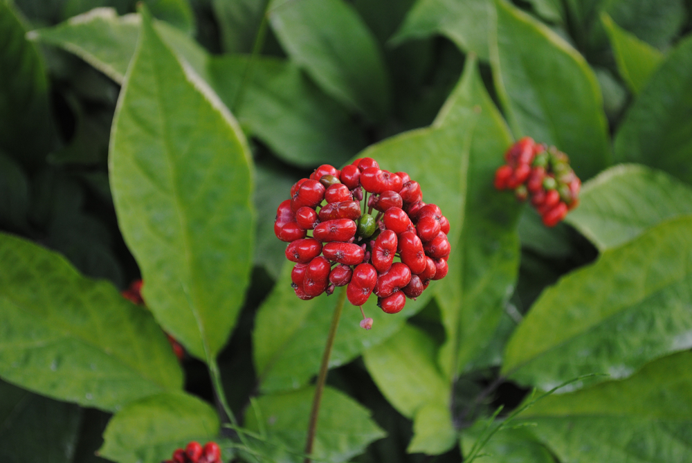 Женьшень часто называют корнем жизни. Из этого растения готовят лекарства, питательные блюда, деликатесы Женьшень