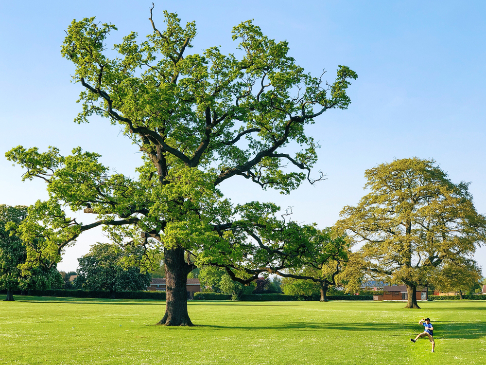 Гинкго Билоба — дерево древней группы голосеменных растений. Оно достигает 30 метров в высоту и имеет шероховатую кору Гинкго Билоба