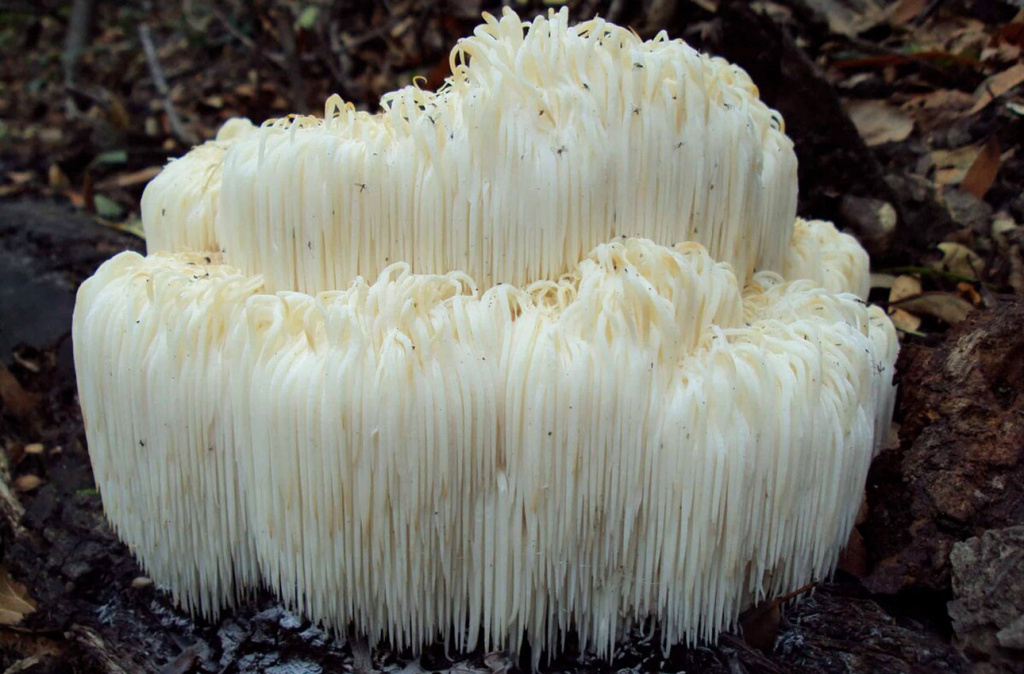 Ежовик гребенчатый – кладезь уникальных соединений, которые стимулируют рост новых нервов Ежовик гребенчатый