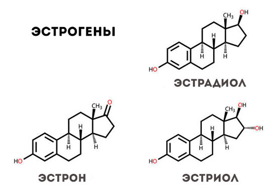 Эстроген - главный “женский” гормон Эстроген