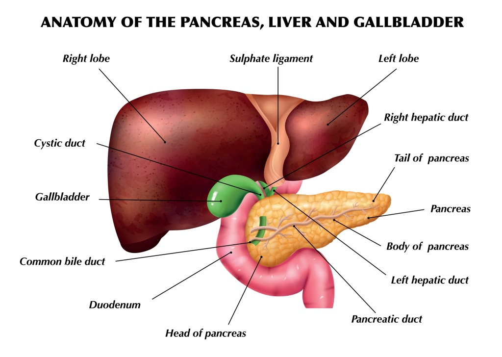 Важную роль в пищеварении исполняют три органа – поджелудочная железа, желчный пузырь и печень поджелудочная железа, желчный пузырь и печень