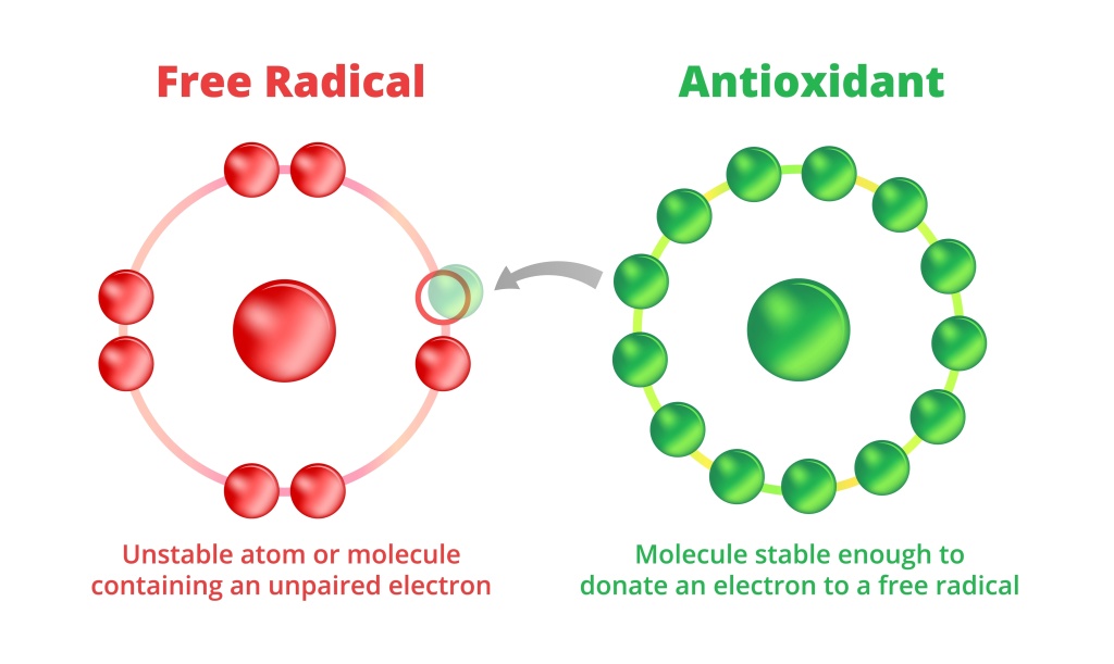 Антиоксиданты – это такие вещества, которые способны связывать между собой и выводить свободные радикалы Антиоксиданты