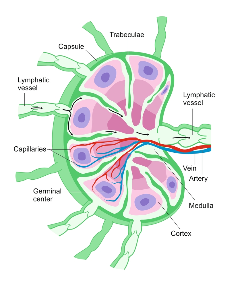 Лимфатические узлы – орган иммунной системы. Они представляют из себя фильтры, которые служат для работы над протекающей по ним лимфой Лимфатические узлы