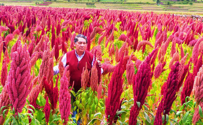 Это растение пришло к нам из Южной Америки, где и было изучено первоначально. Сегодня в восточных странах оно культивируется в промышленных объемах амарант