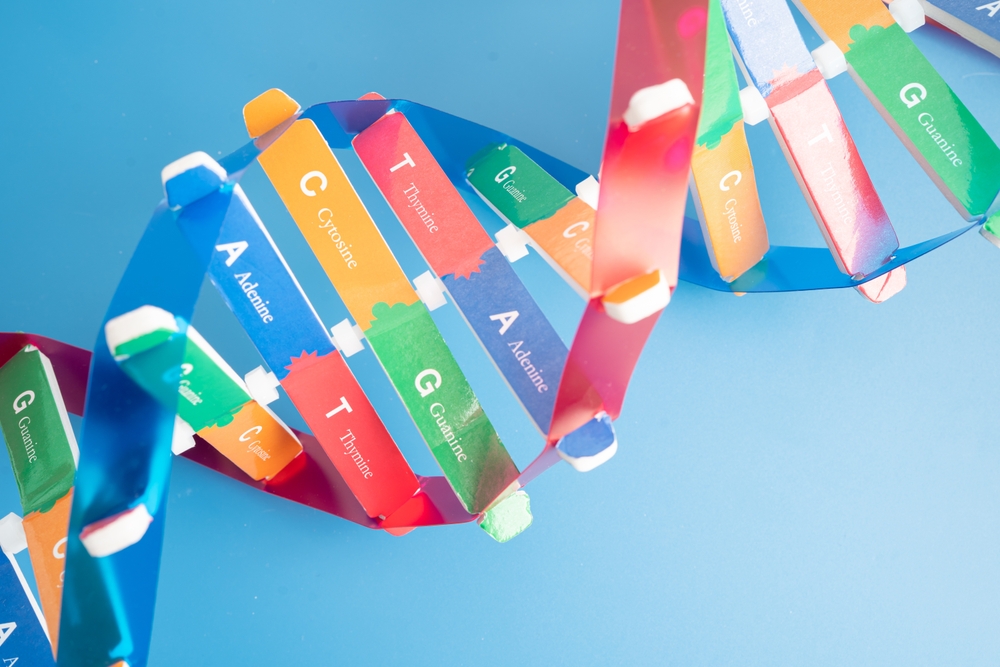 Три нуклеотида образуют кодон, определяющий аминокислоту Три нуклеотида образуют кодон