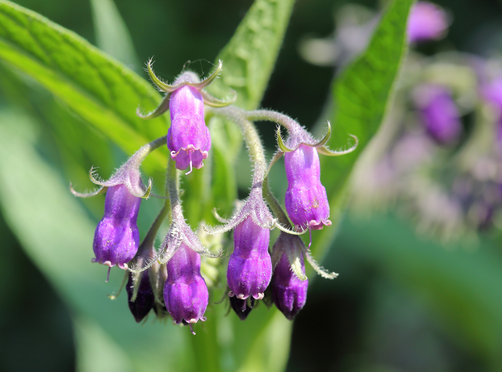 Окопник лекарственный - полезные свойства для суставов Окопник лекарственный - полезные свойства для суставов