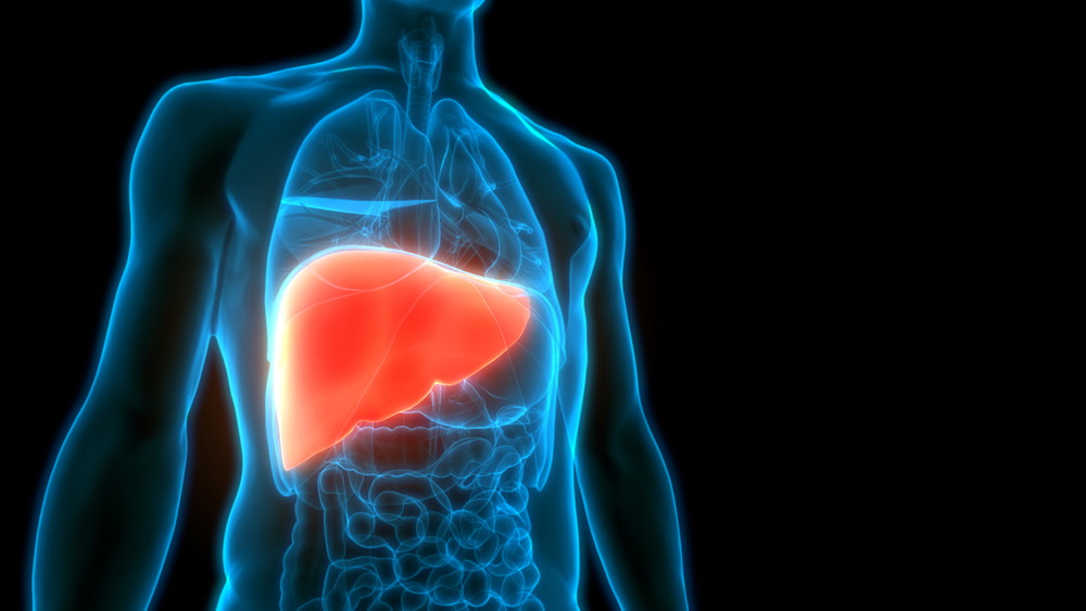 Печень — сложный орган, который отвечает за обезвреживание токсичных веществ, попадающих в организм человека, а также за фильтрацию крови Печень