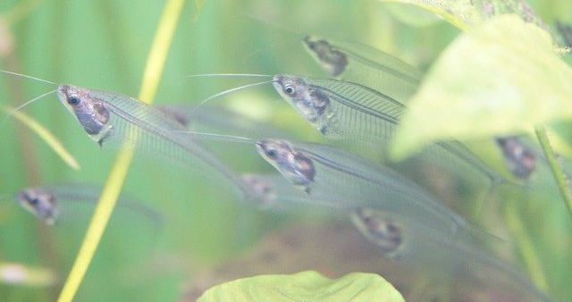 Коллаген производится из морской биомассы или рыбы Морской белок