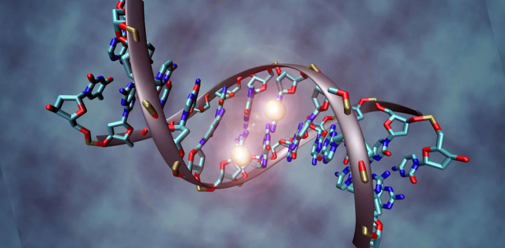 ДНК – это сложная макромолекула, которая способна поколениями хранить и передавать генетические данные, определяя наследственность и изменчивость всех существ. ДНК