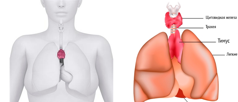 Тимус помогает эндокринной системе вырабатывать определенные гормоны Тимус