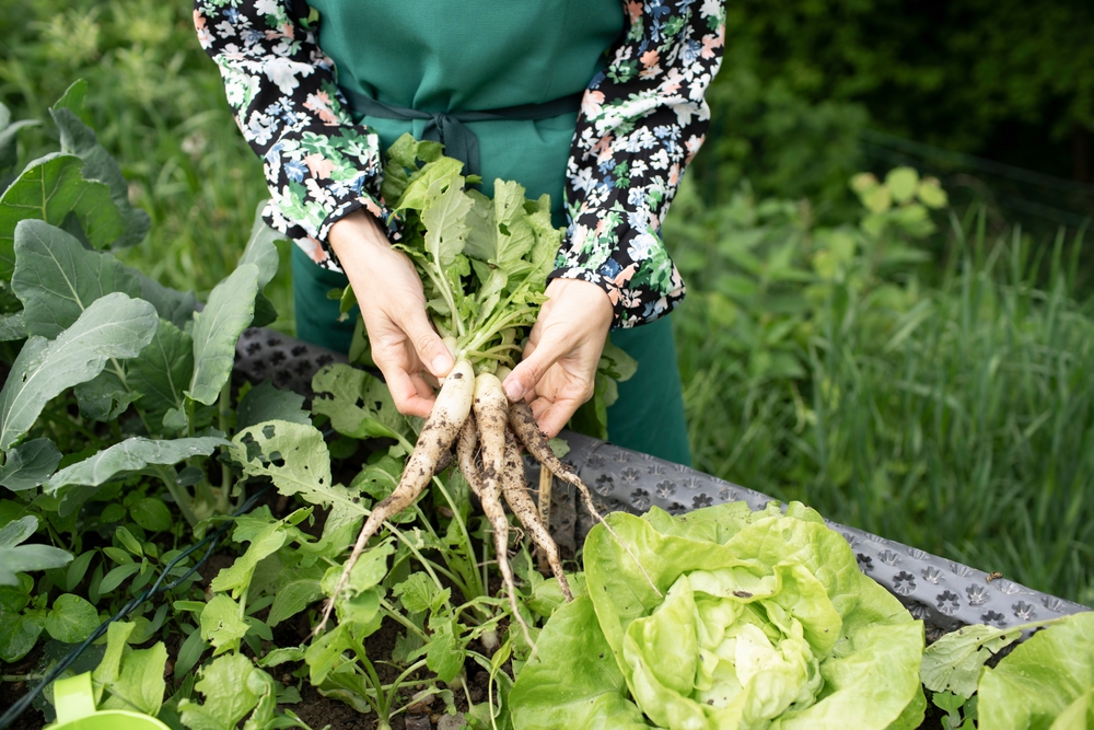 Почти половина всей клетчатки в корне цикория содержит инулин, который стимулирует рост полезных бактерий в кишечнике Корень цикория