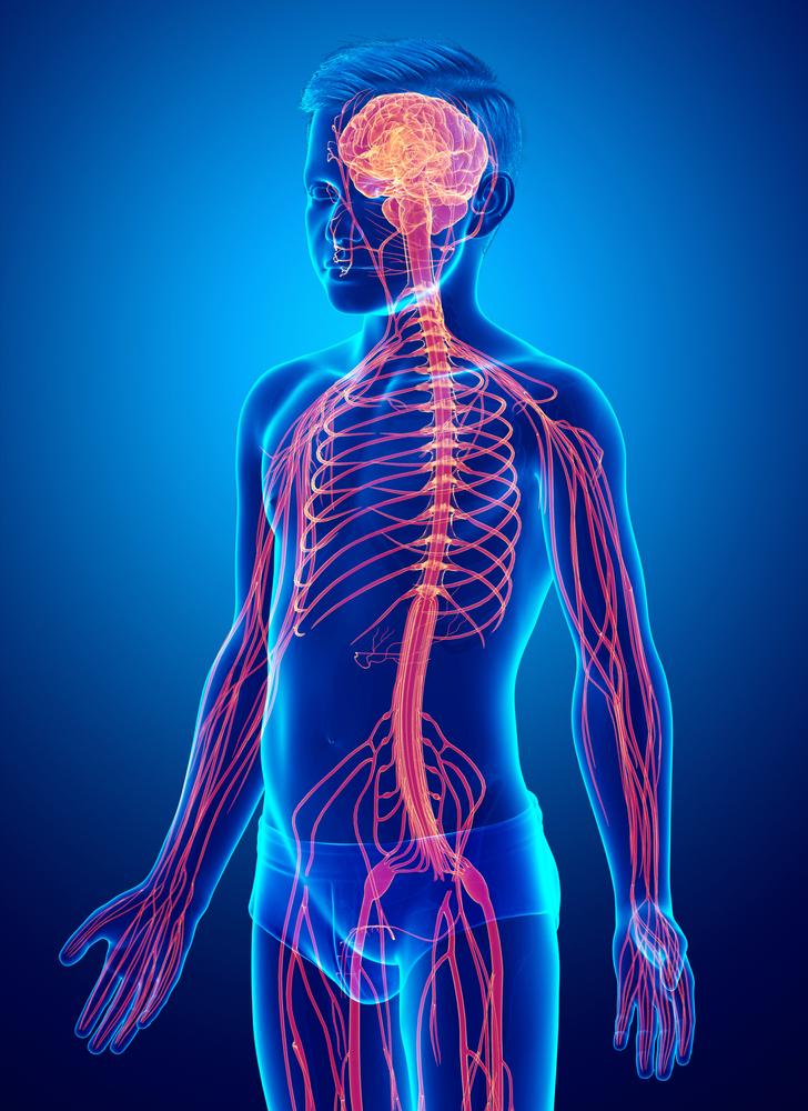 Лимфатические узлы расположены вдоль сосудов. Всего в организме человека их около тысячи Лимфатические узлы