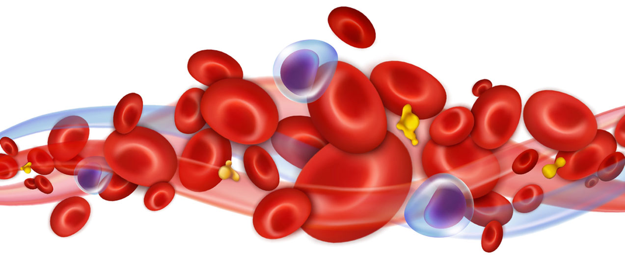 Какие компоненты крови образуют иммунитет
