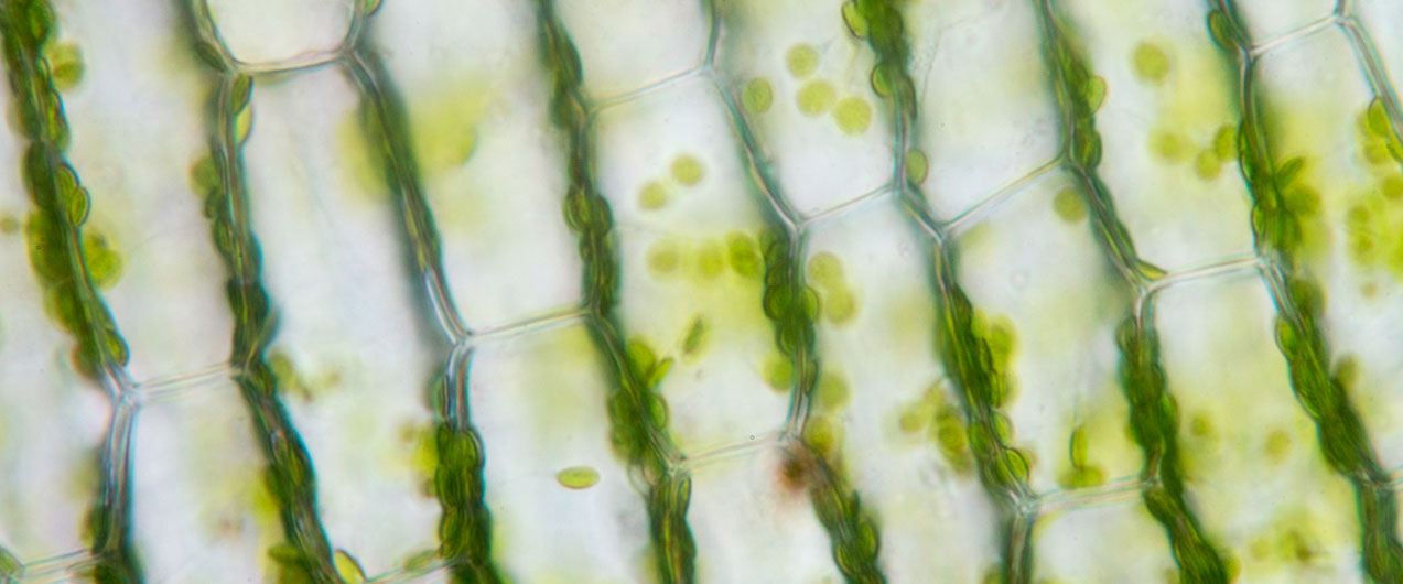 Расположение запаса белков в клетке растения
