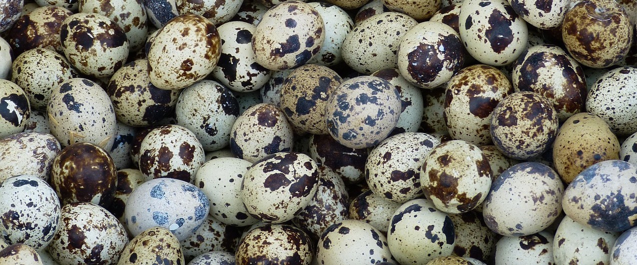 Сколько перепелиных яиц в день можно ребенку. Драже яйца дракона. Яйцо покрыто оболочкой у пресмыкающихзащитной. Цена перепелиных яиц в Бендерах.