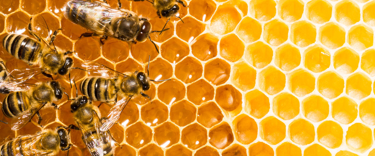 Продукты пчеловодства: ассортимент, польза, особенности применения