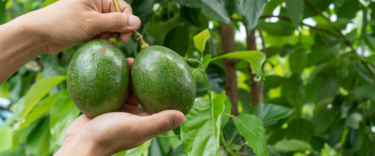 Польза и правила употребления авокадо