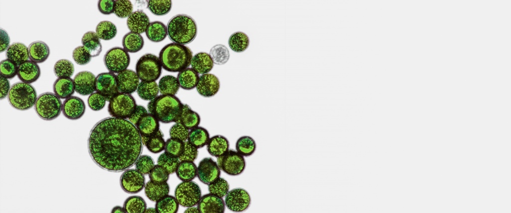 Пробиотики: что это такое, как действуют?