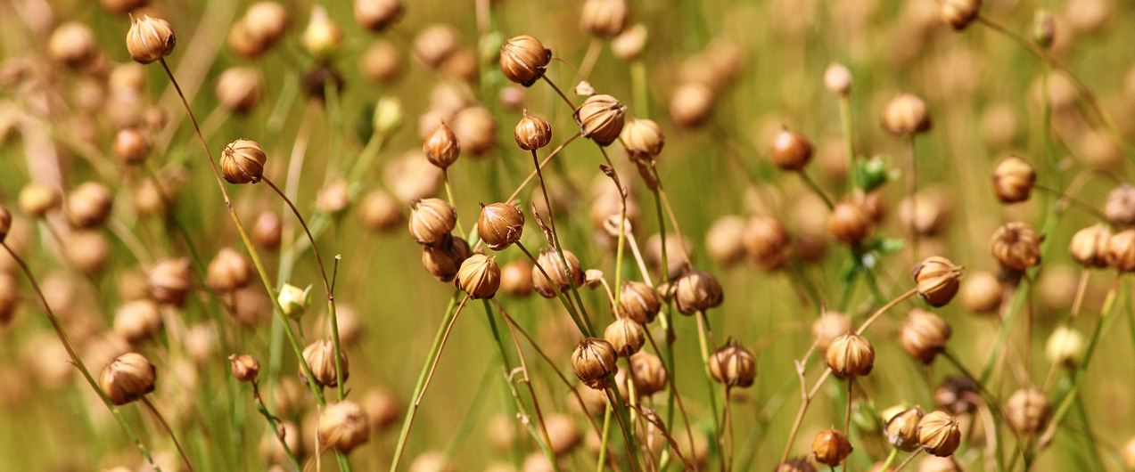 Как правильно принимать семена льна для очищения кишечника?