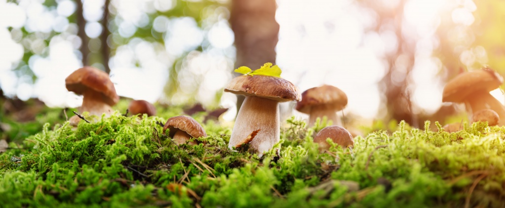 Как питаются грибы?