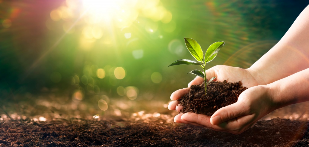 Что получают растения из почвы