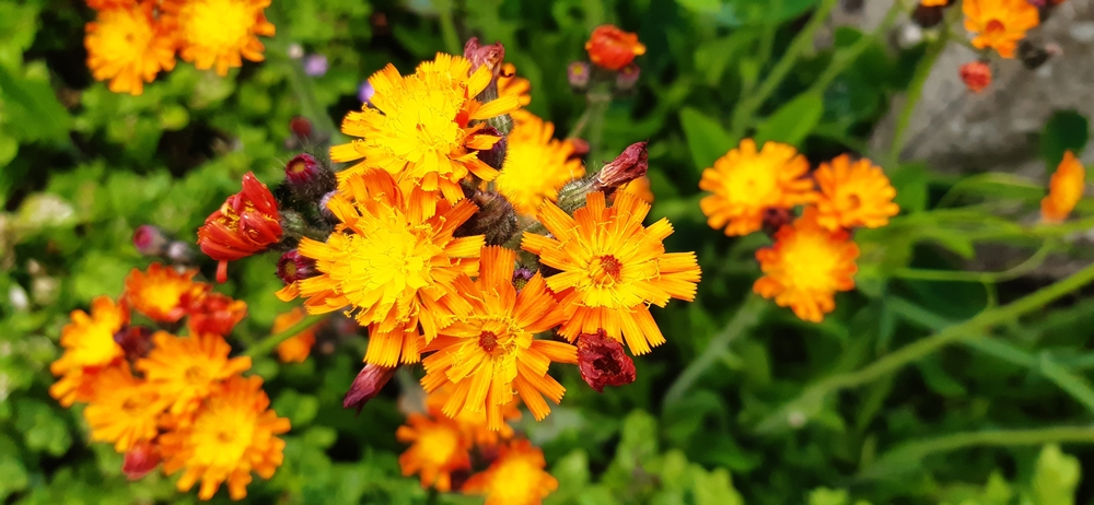 Ястребинка