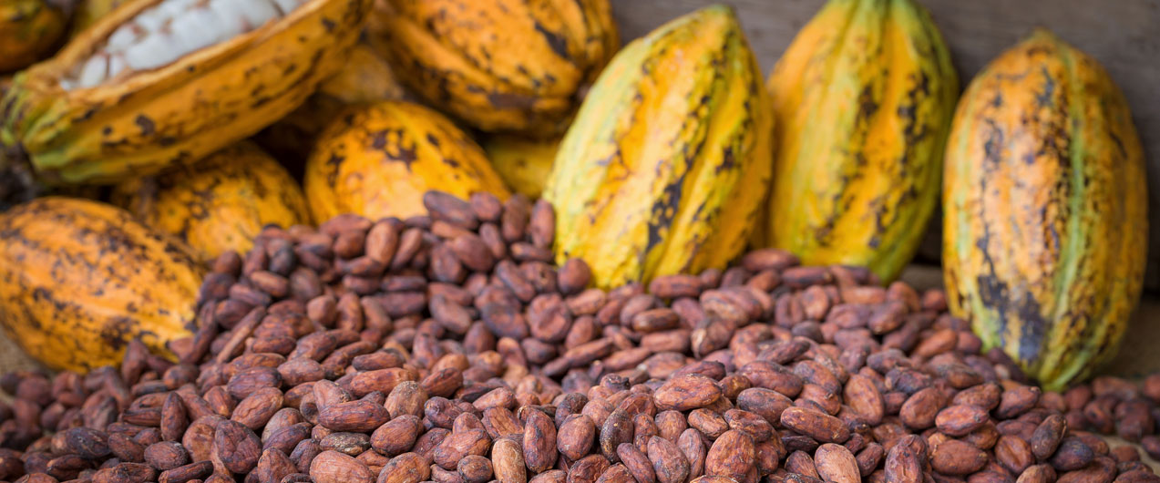 Польза и применение масло какао для лица