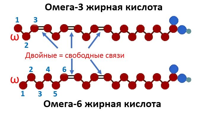 какие жирные кислоты являются незаменимыми для человека. Смотреть фото какие жирные кислоты являются незаменимыми для человека. Смотреть картинку какие жирные кислоты являются незаменимыми для человека. Картинка про какие жирные кислоты являются незаменимыми для человека. Фото какие жирные кислоты являются незаменимыми для человека