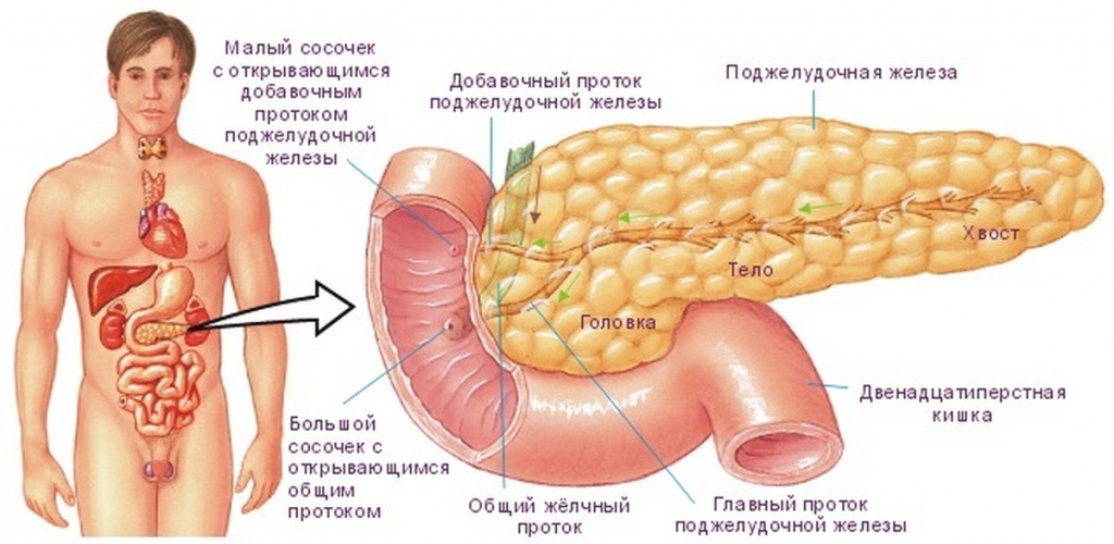 Поджелудок где находится. Тонкий кишечник Фатеров сосочек. Поджелудочная железа схема. Анатомия человека поджелудочная железа расположение. Строение поджелудочной железы.