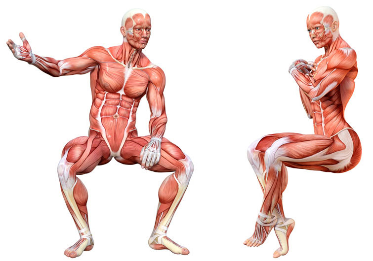 Мышцы задействованные при приседании плие