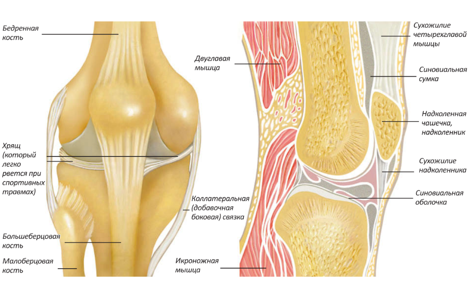 Схема коленного сустава со связками