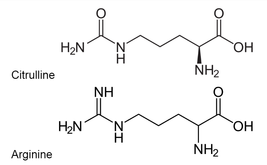 Аргинин или цитруллин что лучше принимать. Citrulline and Arginine. Аргинин или цитруллин что лучше принимать фото. Аргинин или цитруллин что лучше принимать-Citrulline and Arginine. картинка Аргинин или цитруллин что лучше принимать. картинка Citrulline and Arginine.