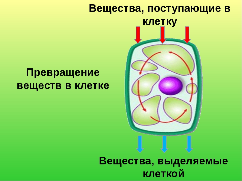 Питание клетки животных