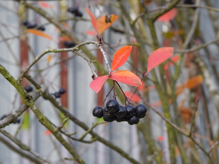 Рябина (Арония Черноплодная)