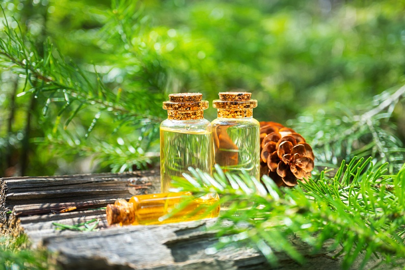 Хвоя еловая