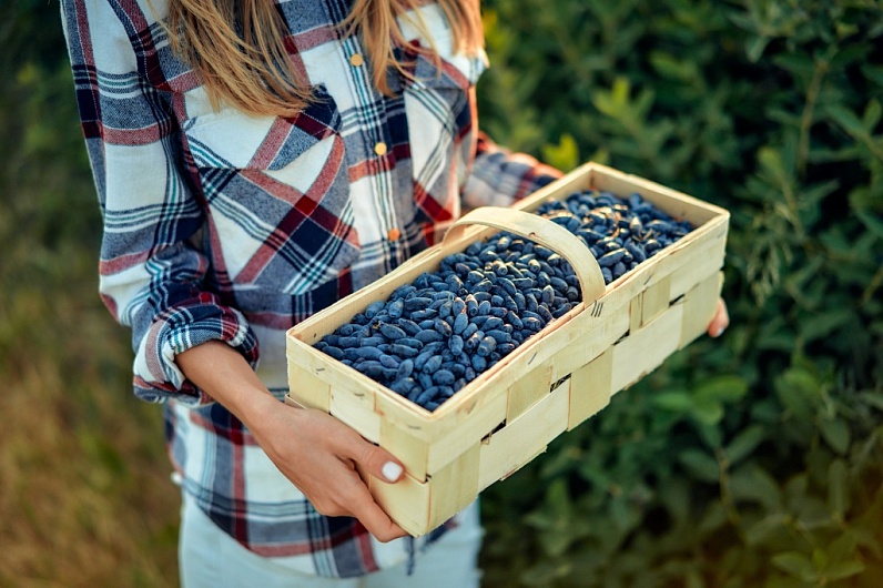 Польза жимолости