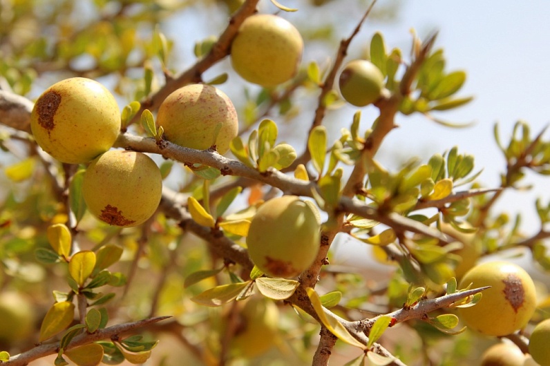 Аргановое Масло