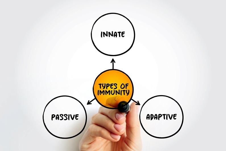 Что такое пассивный иммунитет?