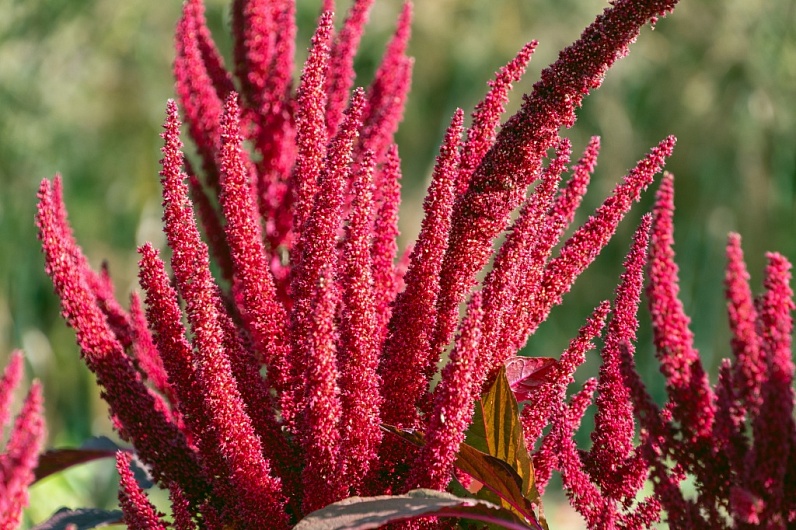 Как готовить блюда из амаранта?