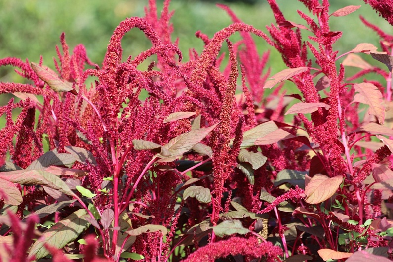 Лечебные свойства амаранта