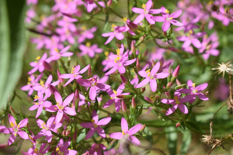 Золототысячник