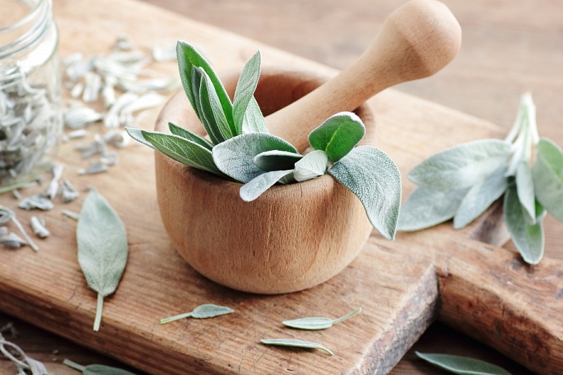 Как укрепить здоровье с помощью шалфея?