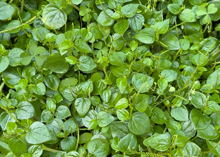 Кресс-салат