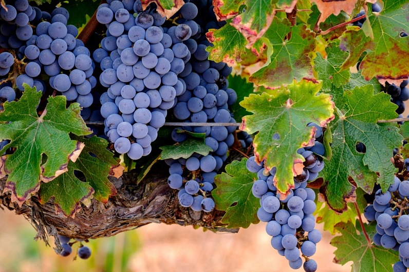 Виноград
