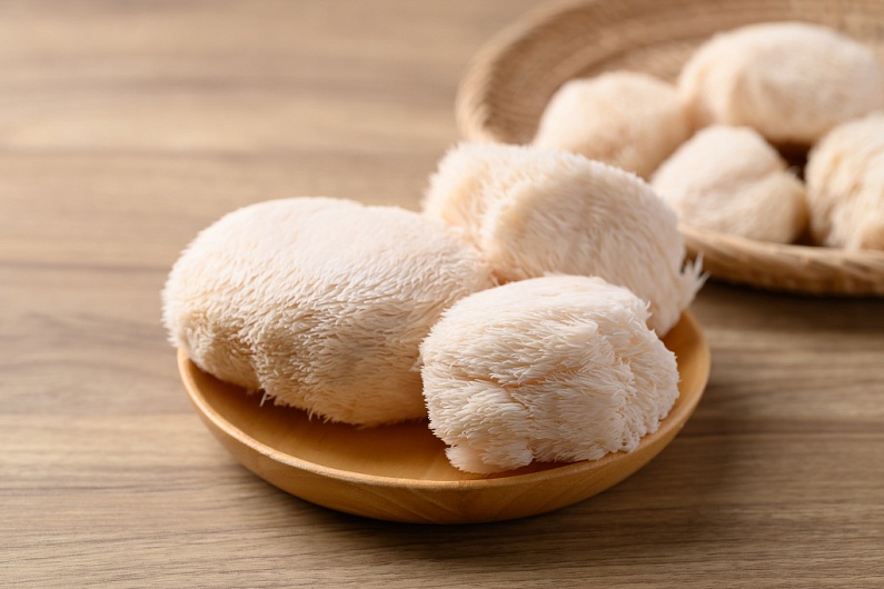 Ежовик гребенчатый – польза, влияние на мозг